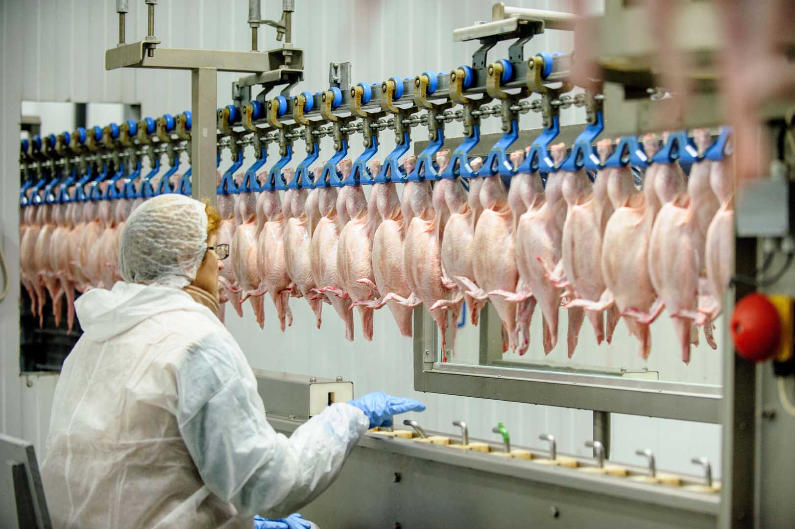uitzendwerk-pluimveesector-1